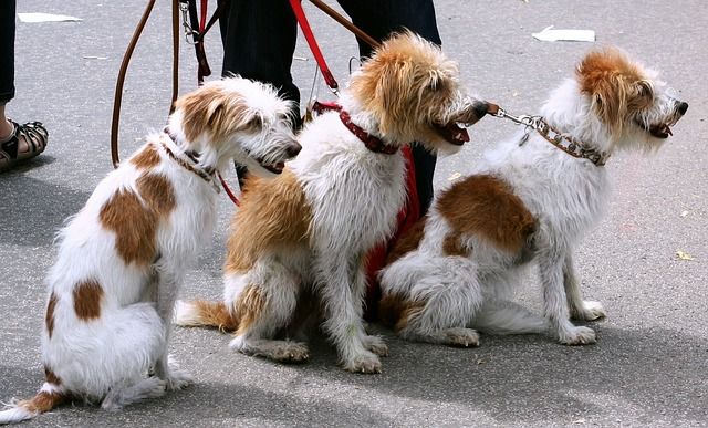 Group Dog Walk