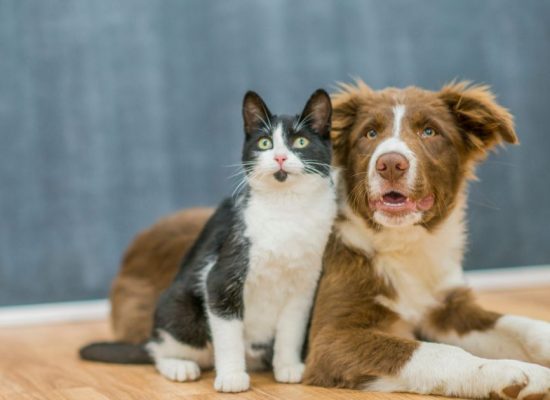 Tips keep pets warm