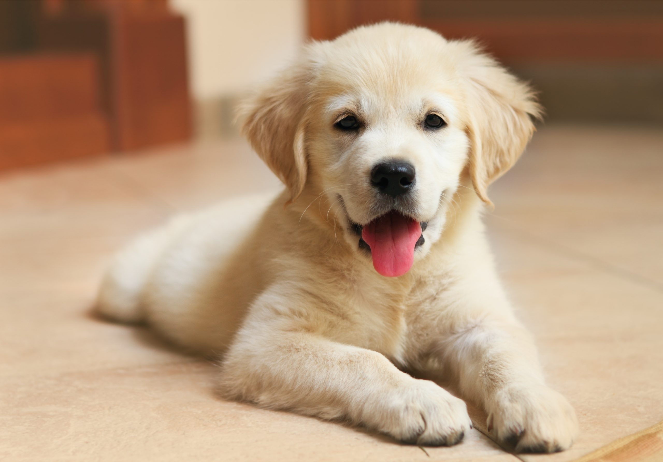 New Puppy