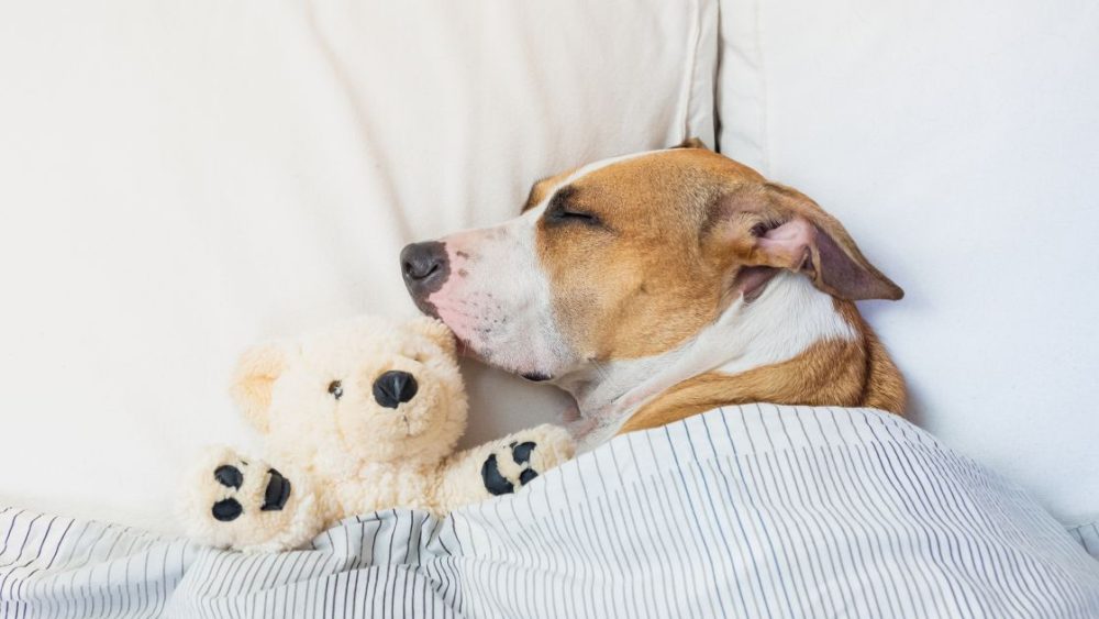 Dog Sleep Quality