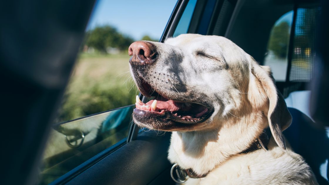 How to Choose the Right Pet Transport Company for Your Needs