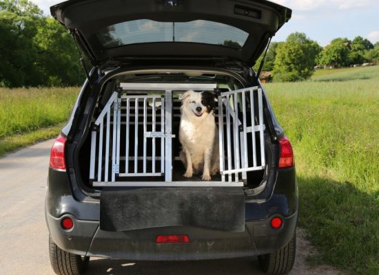 How to Choose the Right Pet Transport Company for Your Needs