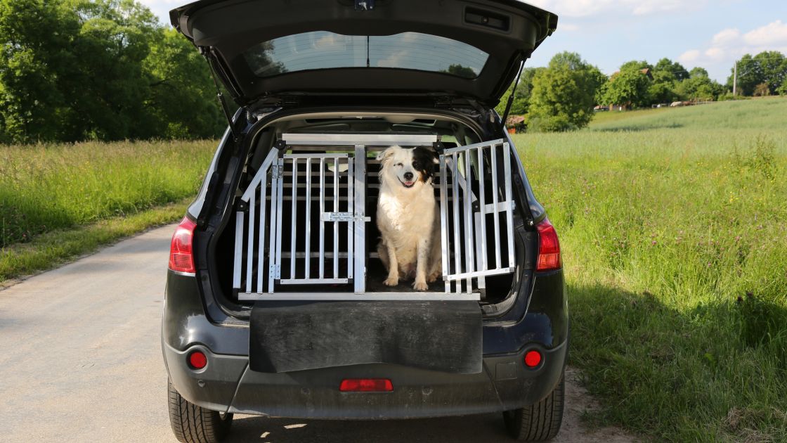 How to Choose the Right Pet Transport Company for Your Needs