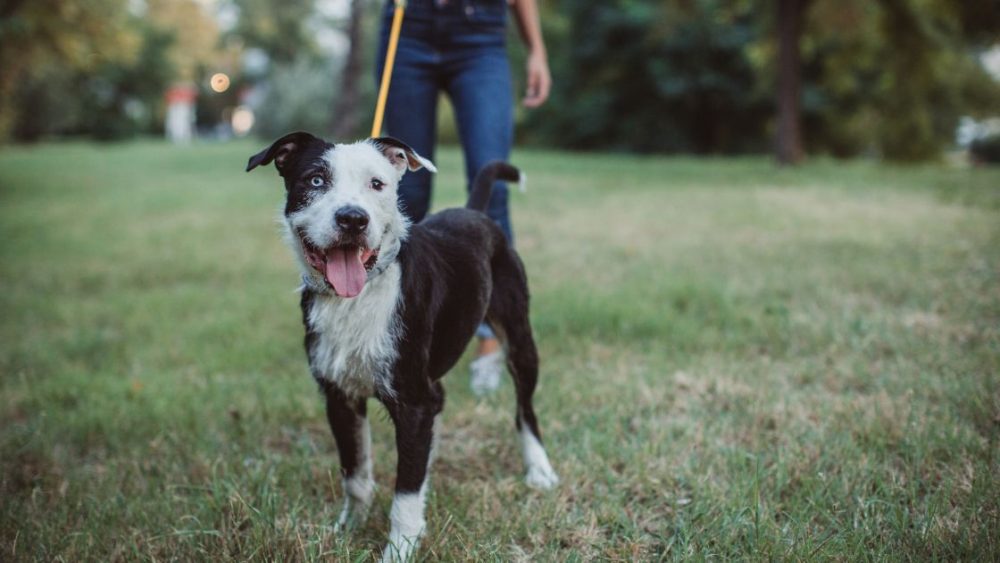 Professional Dog Walker in Dublin