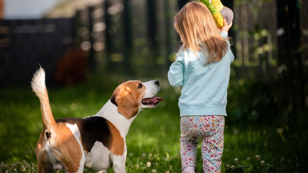 Why Your Dog Needs a Dog Walker When the Kids Go Back to School
