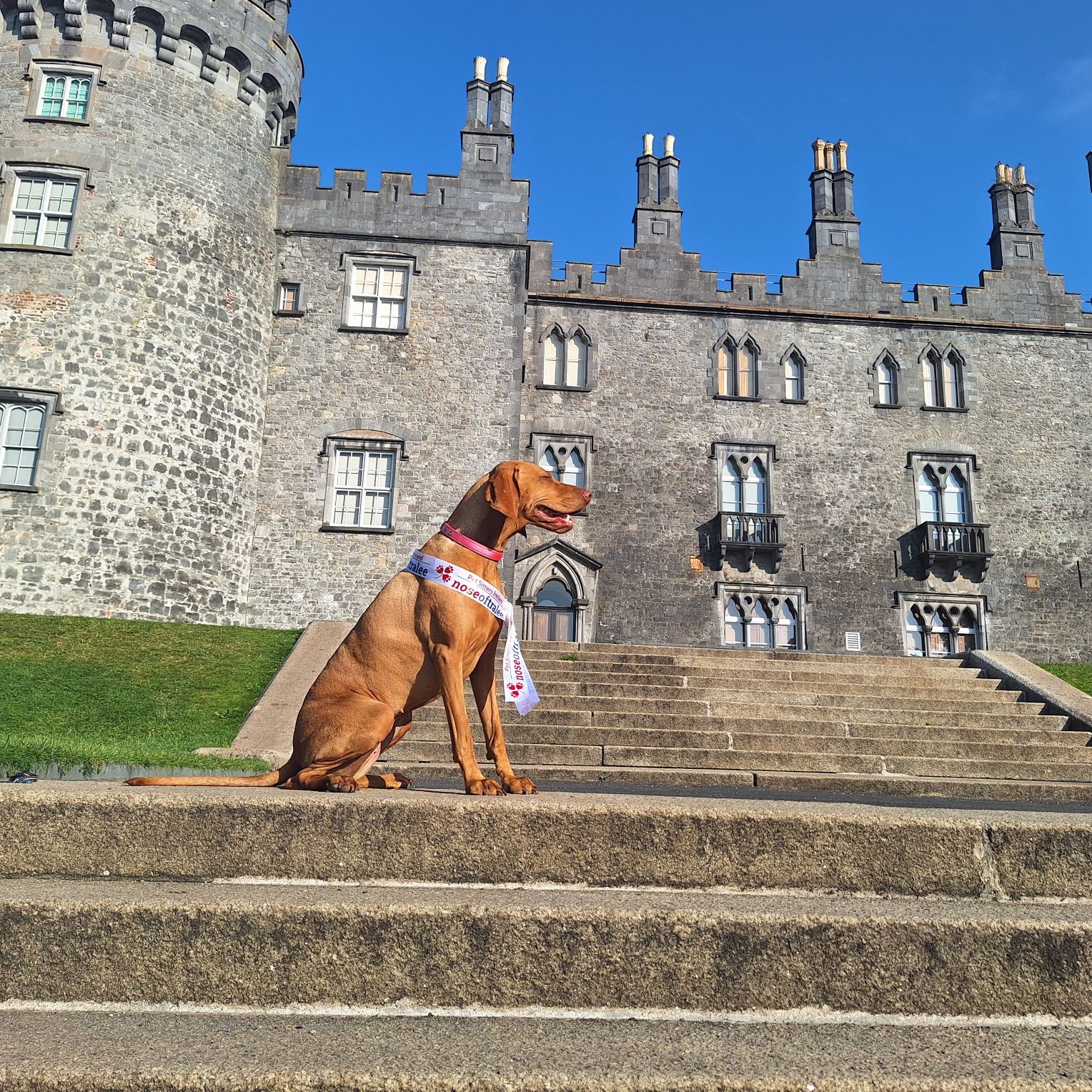 Kilkenny Nose of Tralee