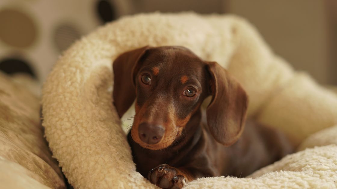How to Prevent Separation Anxiety in Dogs After The Holidays