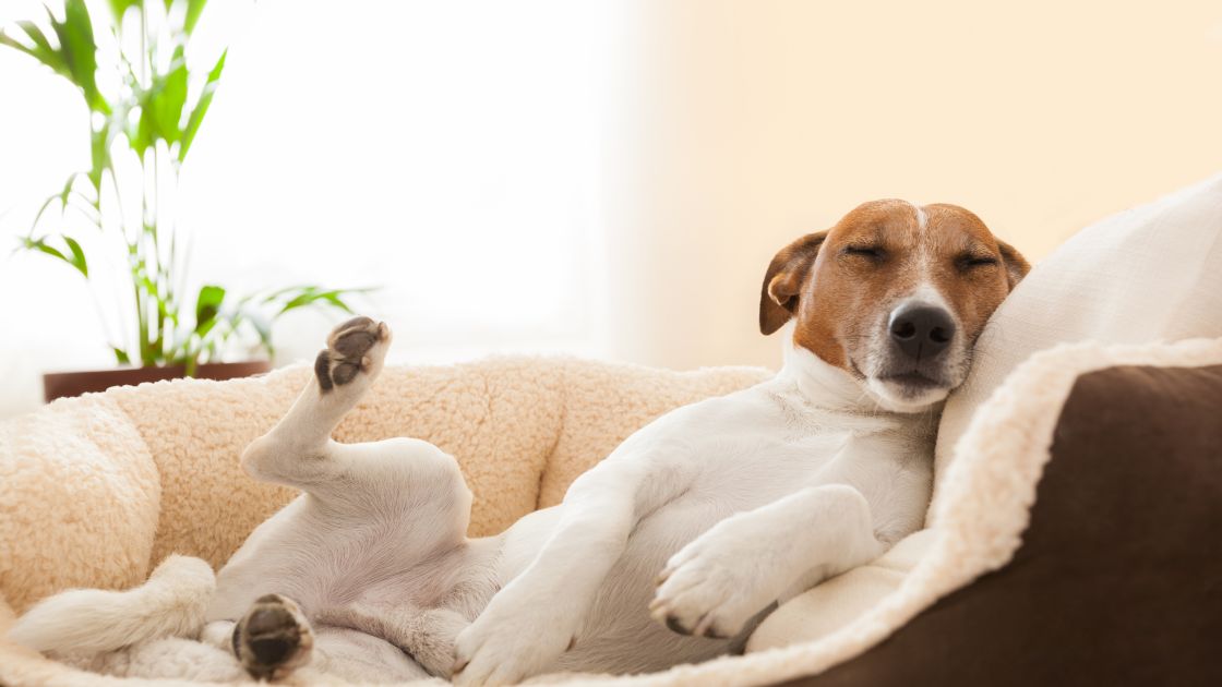 How to Prevent Separation Anxiety in Dogs 
