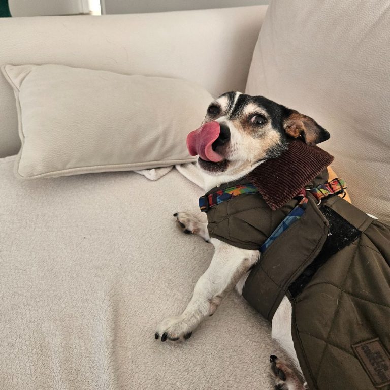 Overnight Pet Care