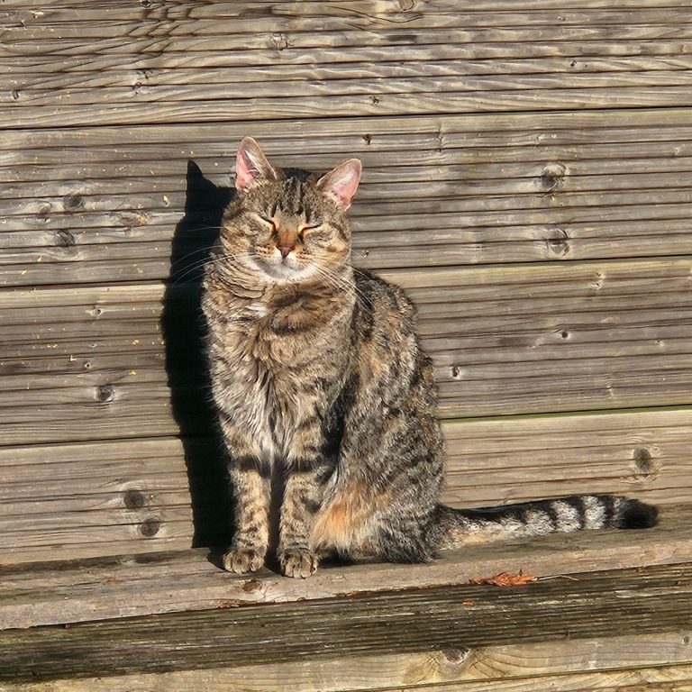 Cat Sitter