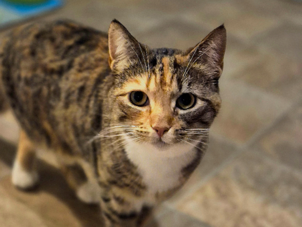 Cat Sitter