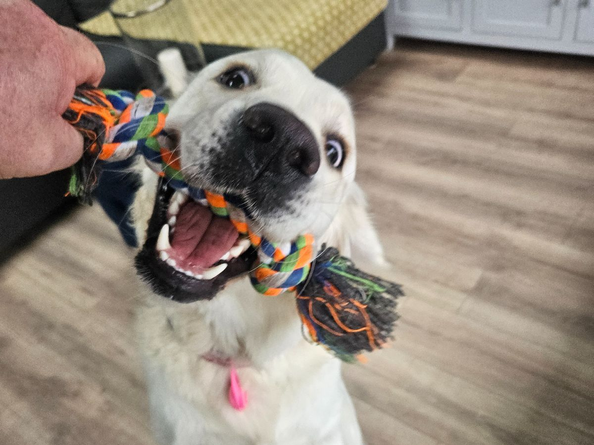 Pet Sitter